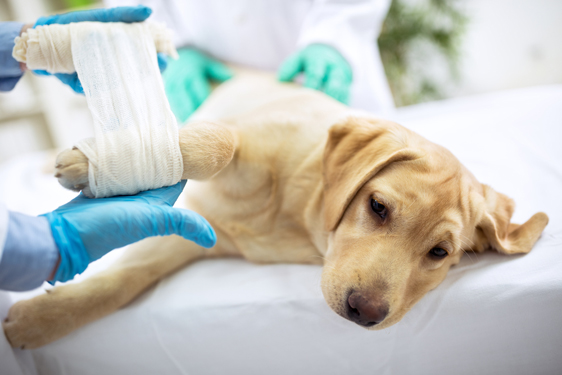 How to Prepare Your Pet for Surgery | Veterinarian in Fernandina Beach